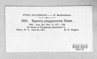 Septoria polygonorum image